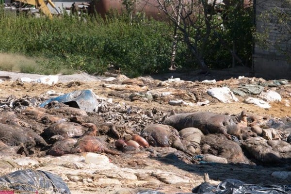 Гниют тонны туш: Парасюк показал “кладбище животных” на заводе во Львовской области