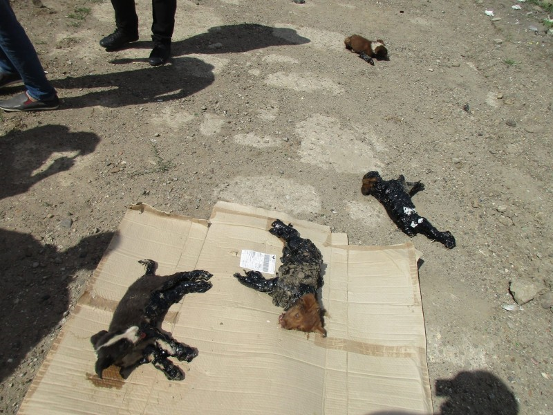 Щенков облили гудроном и оставили умирать на улице (9 фото)