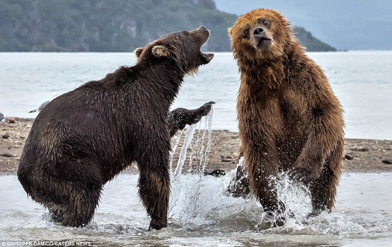 Битва титанов: как два медведя подрались за рыбку (11 фото)