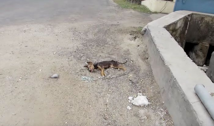 Спасение щенка (5 фото + видео)