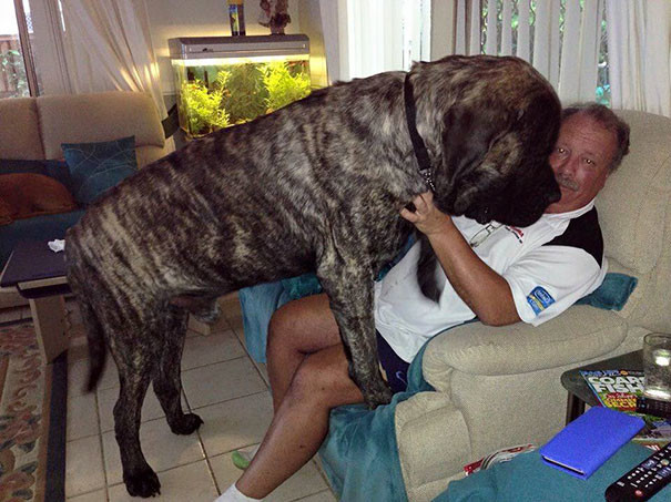 Самая крупная собачка Австралии не осознает свой вес и обрушивает на хозяина все 113 кг своей любви (4 фото + 1 видео)
