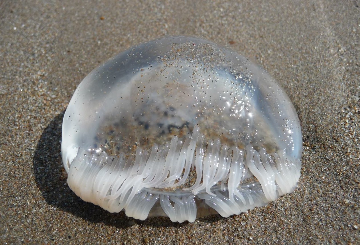 Австралиец принес в полицию мертвых медуз, так как принял их за грудные импланты убитых женщин (27 фото)