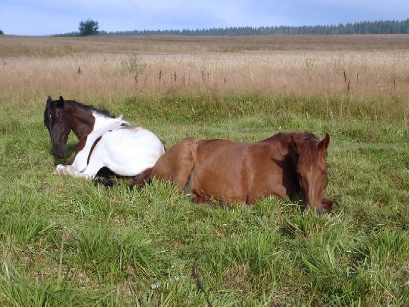 Сон лошадка. Лошадь лежит. Кобыла отдыхает.