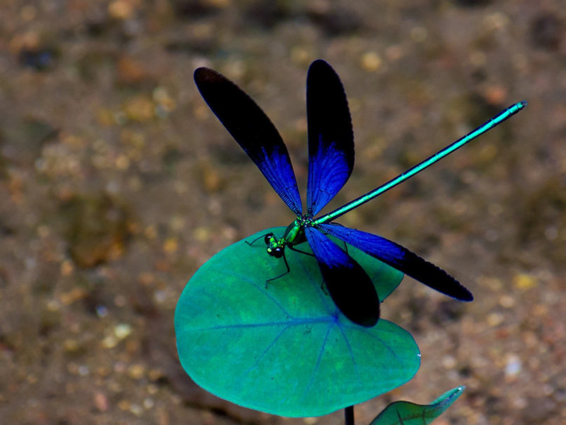 156699--blue-dragonfly-lands-on-the-leaf-p.jpg